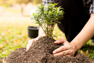 Maceió entre as cidades mais arborizadas do Nordeste: impacto urbano, qualidade de vida e desafios ambientais