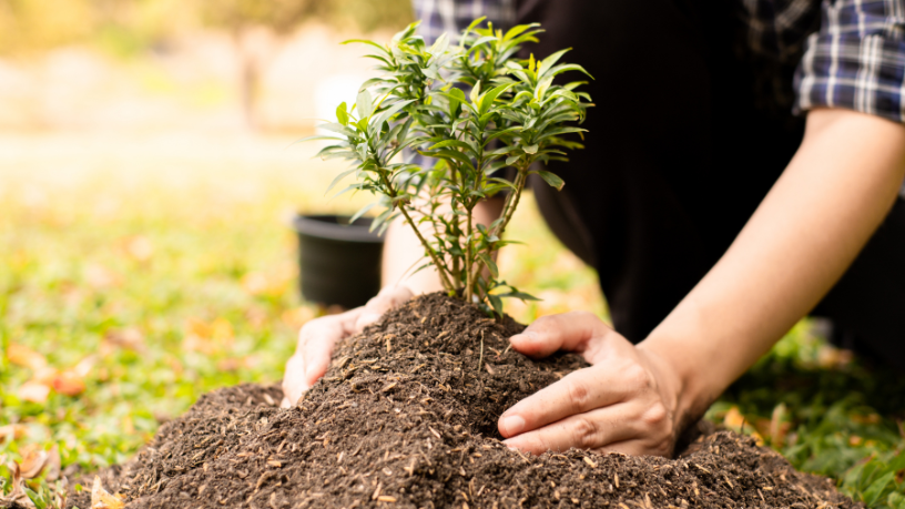 Maceió entre as cidades mais arborizadas do Nordeste: impacto urbano, qualidade de vida e desafios ambientais